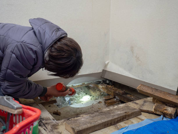 Trusted Concordia, MO Mold Removal Experts