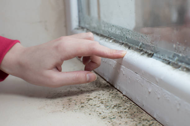 Best Mold Remediation for Vacation Homes  in Concordia, MO